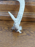 Natural Three Point Medium Size Deer Antler for Crafting or Decor - Attic and Barn Treasures