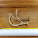 Two Single Point Deer Antlers for Crafting or Decor - Attic and Barn Treasures